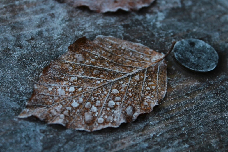 the leaves on the ground were covered with ice