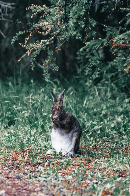 rabbit sitting in the grass looking into the distance