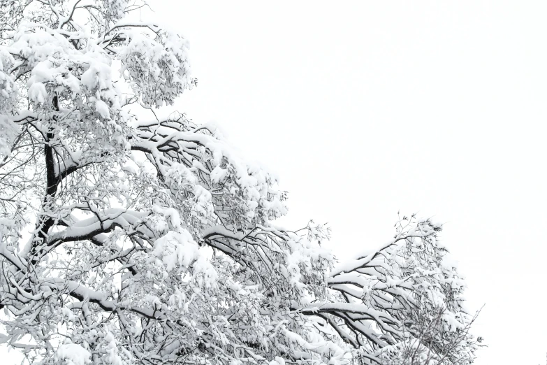 snow is on a tree in the yard