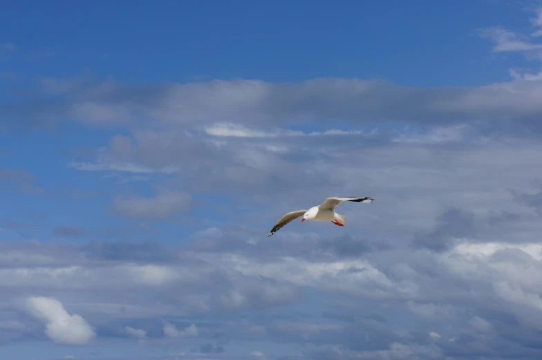 the seagull is flying through the blue cloudy sky