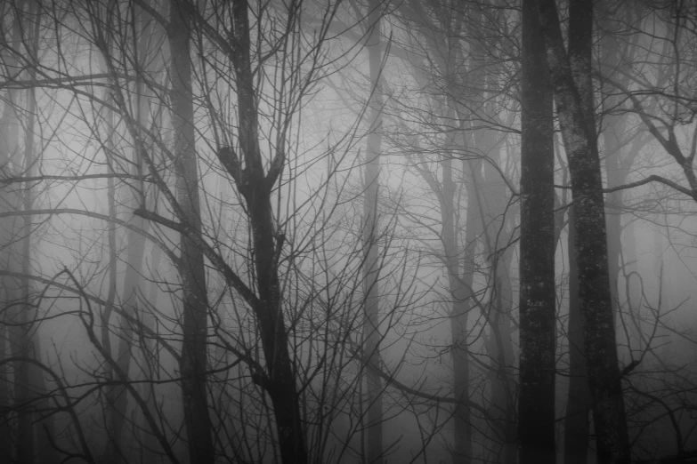 a forest full of lots of trees in the fog