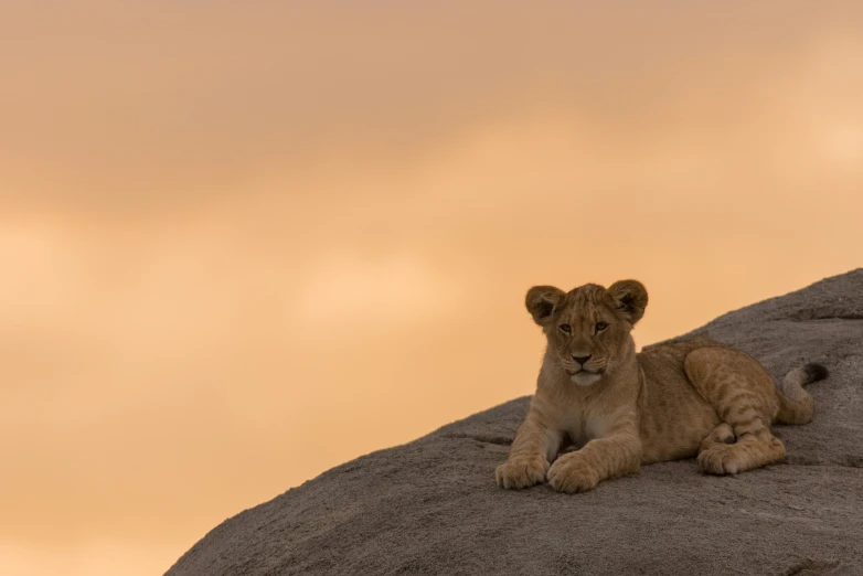 there is a small lion cub on the side of the hill