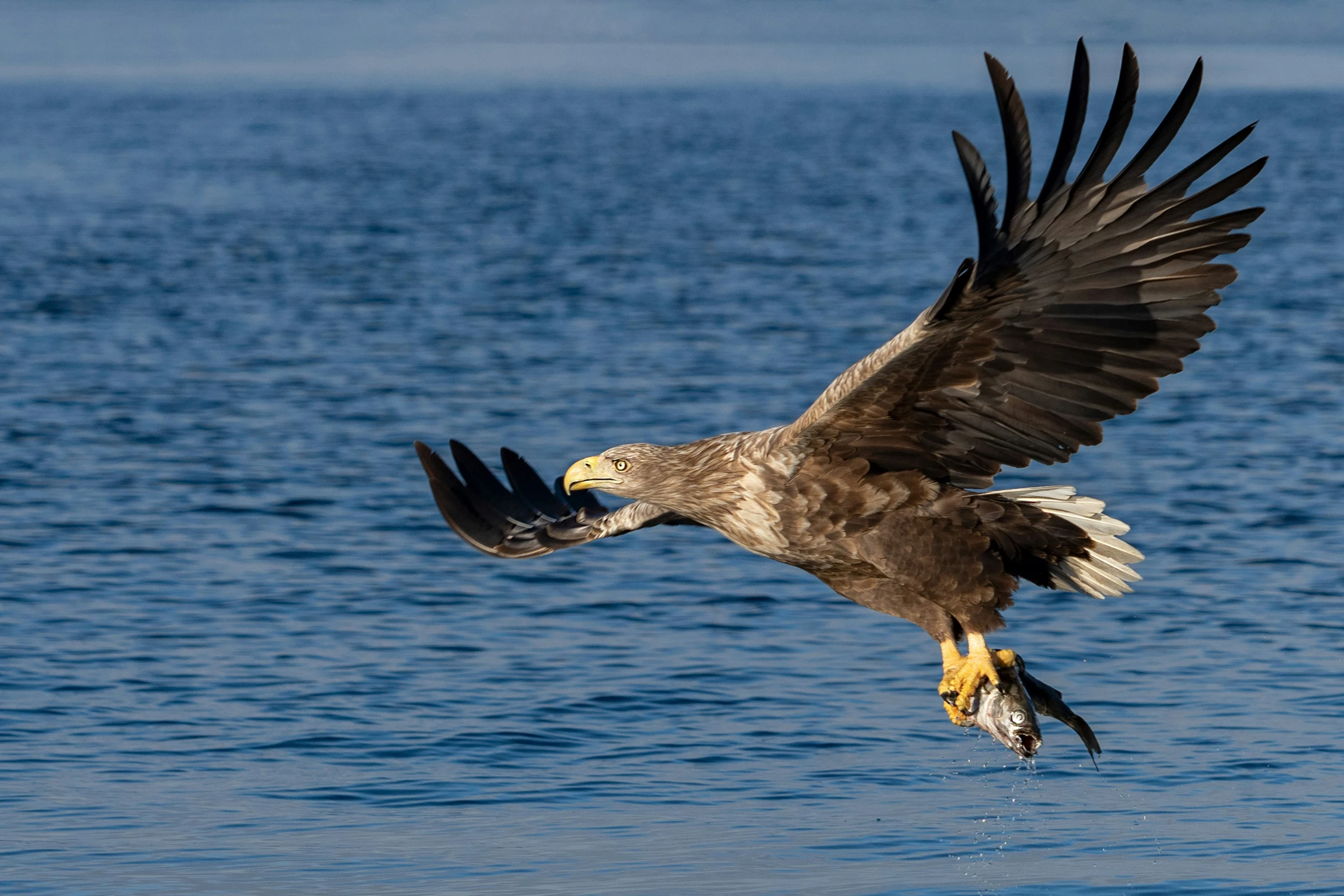 a bald eagle taking off with a fish in its beak