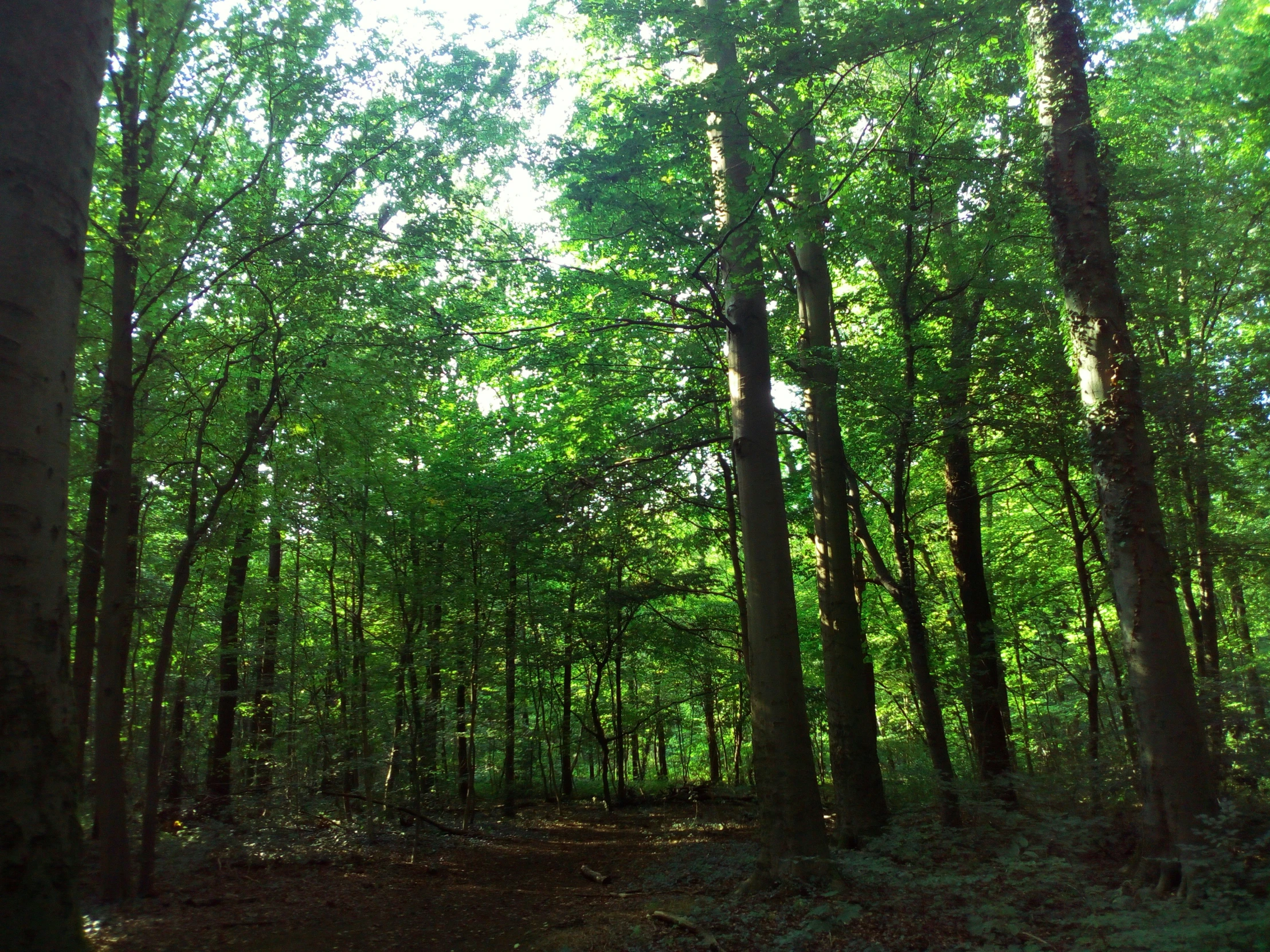 some very big pretty trees in the woods