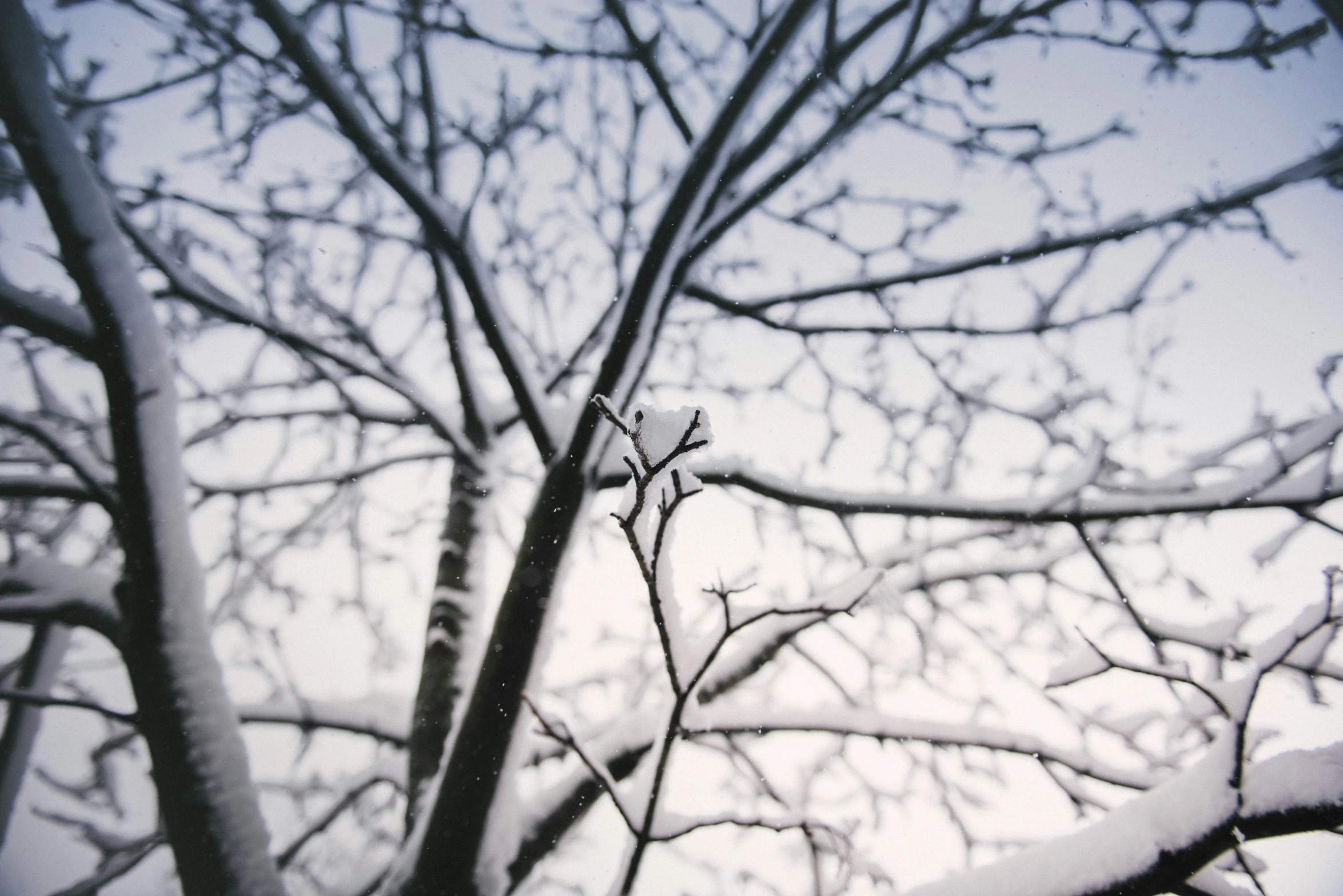 the back leaves of a tree in a wintery sky