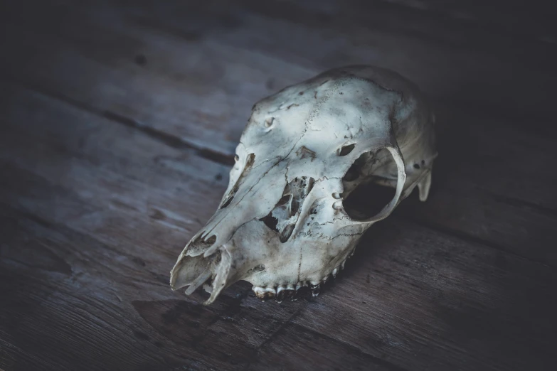 a piece of animal skull lying on the ground