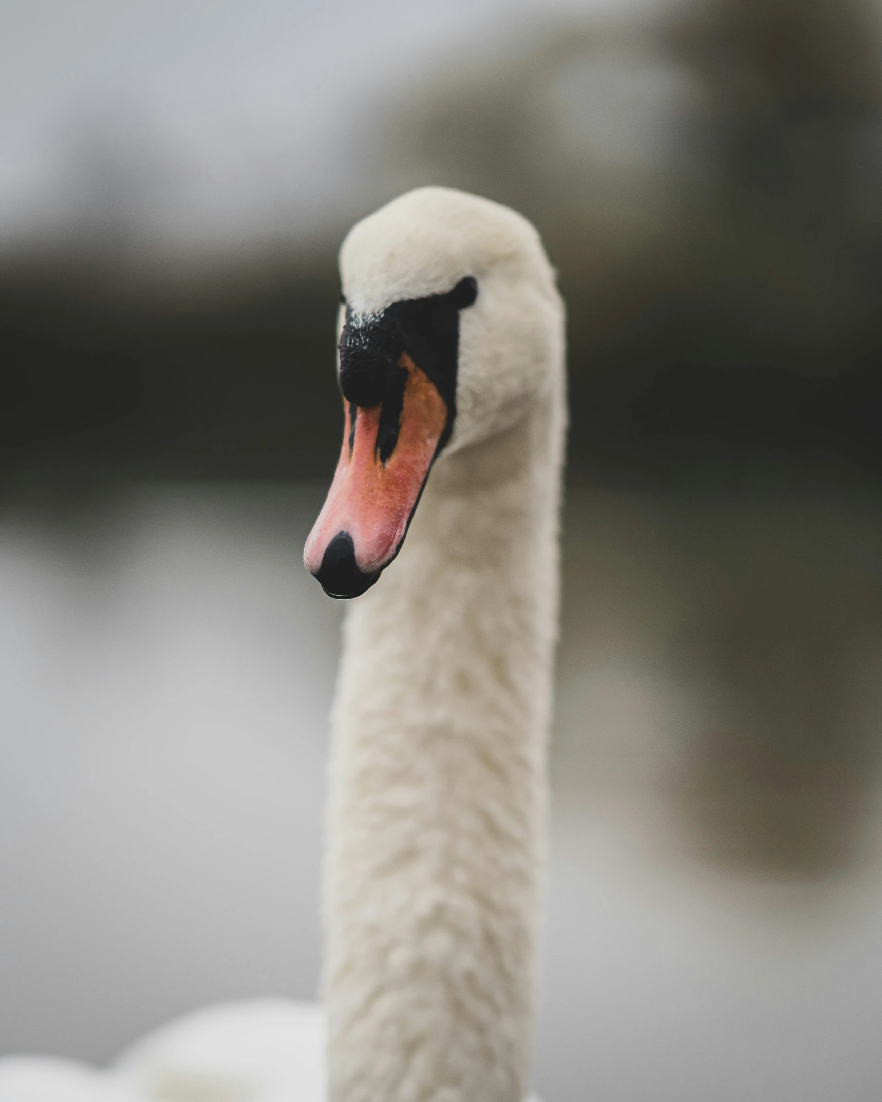 the white swan is facing away from the camera