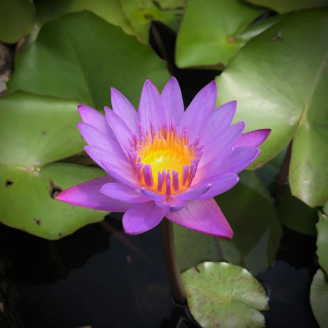 a purple water lily with green leaves floating in the lake