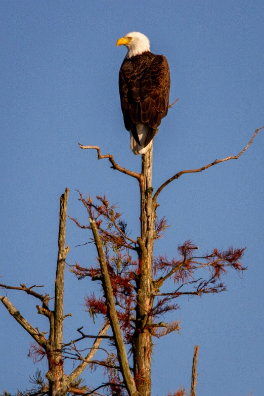 an eagle perches on a nch at the base of a tree