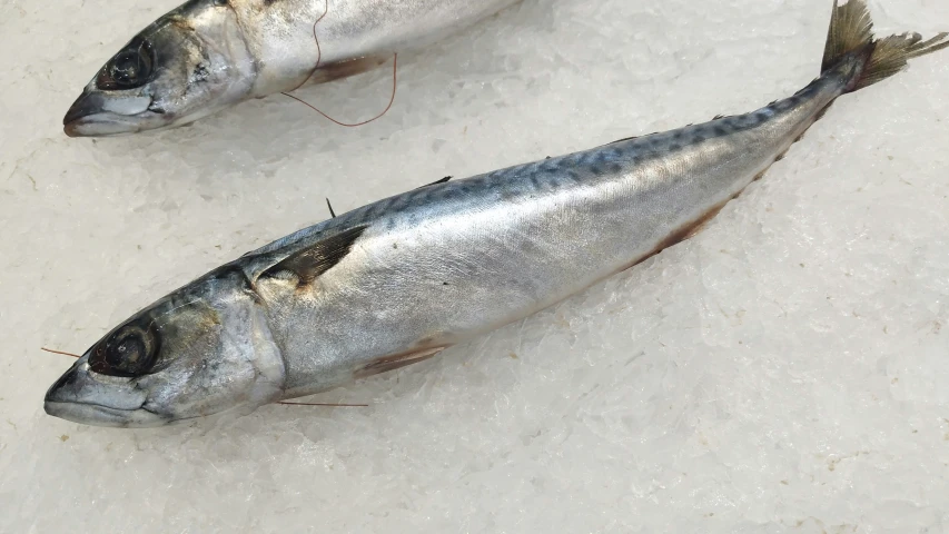 two dead fish on some ice with string  through the middle