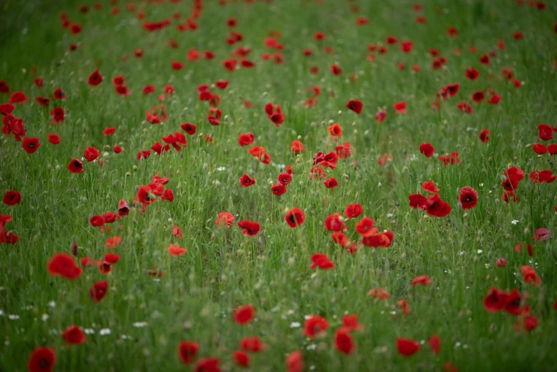 a field with many red flowers on it