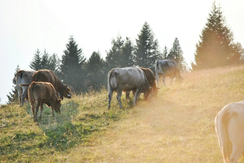 a herd of cattle grazing on top of a grass covered field