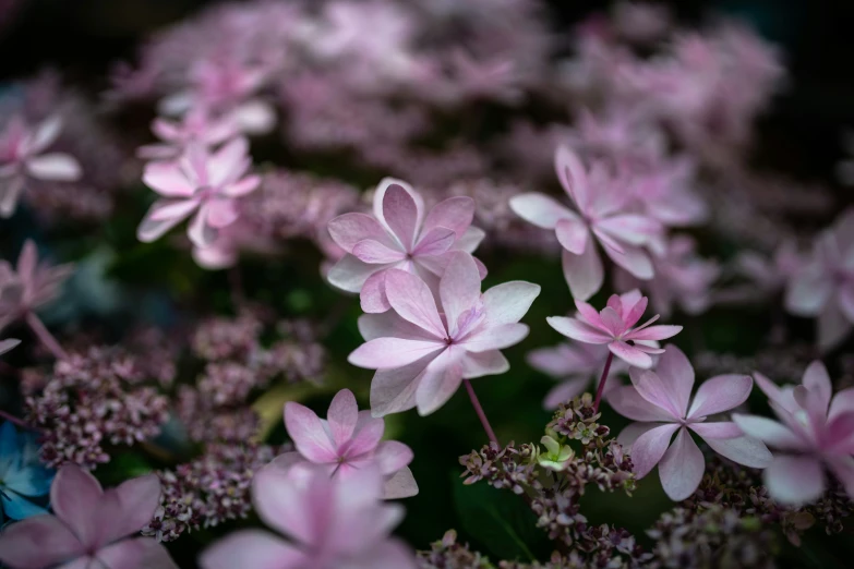 pink flowers on green stems with blue stems