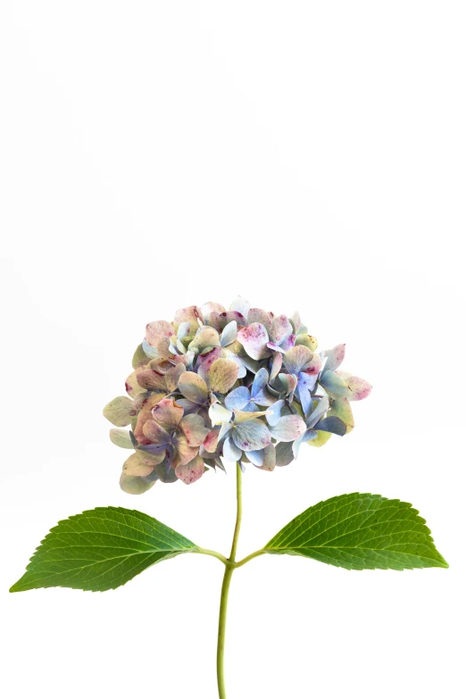 a large budding flower on a stem that is in front of a white backdrop