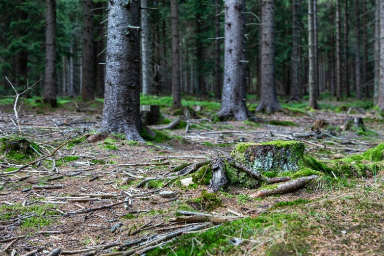 a pine forest filled with lots of trees