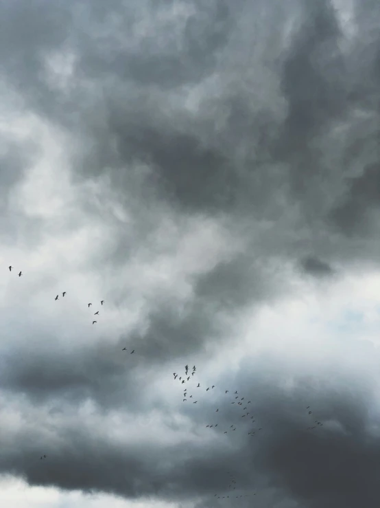 flock of birds flying against dark grey clouds