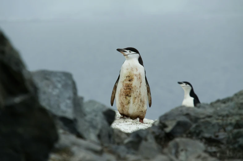 two penguins that are standing on some rocks