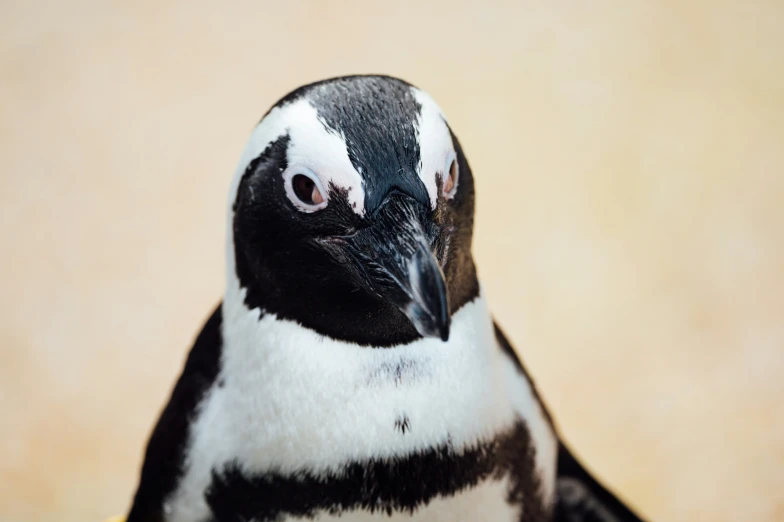 a closeup image of a black and white bird