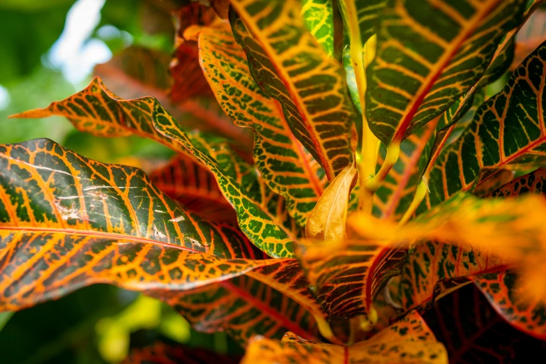 a bunch of leaves on a tree in the forest