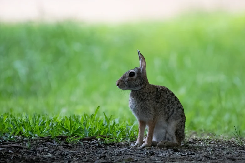 a brown rabbit sitting in the grass looking around