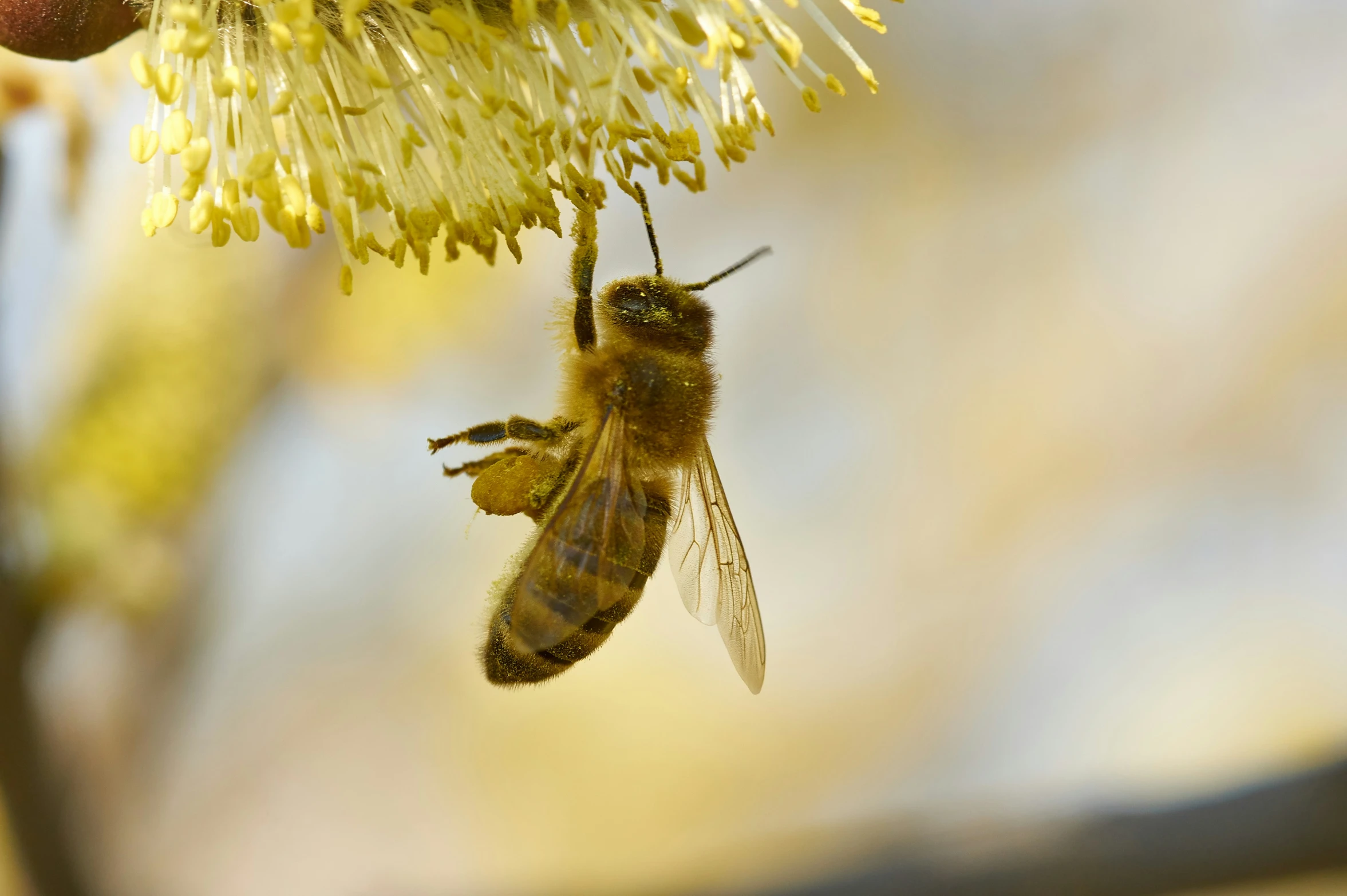 a bee is in the air near some flowers