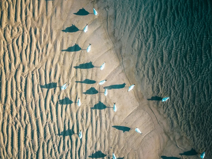 many small white birds in the water next to the beach