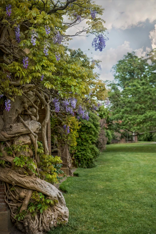 a wister wrapped tree is in the foreground