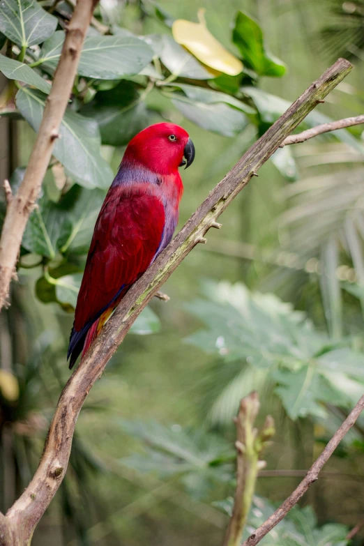 a red bird perched on a nch in the forest