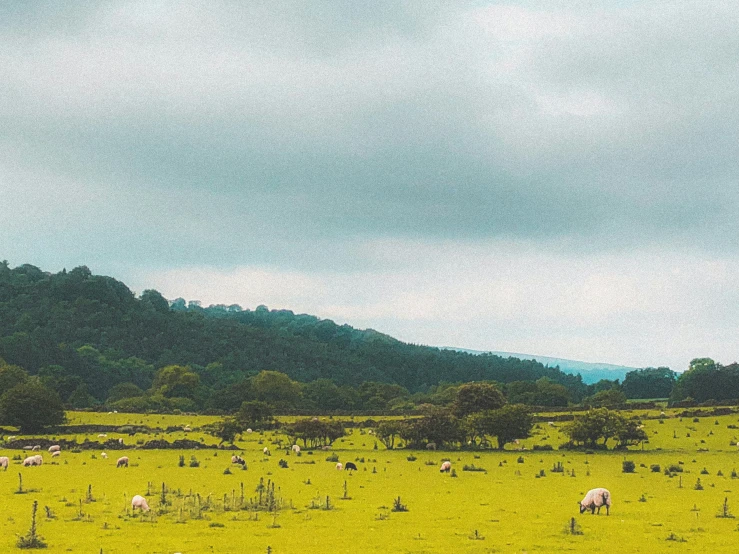 a field with some sheep grazing in it