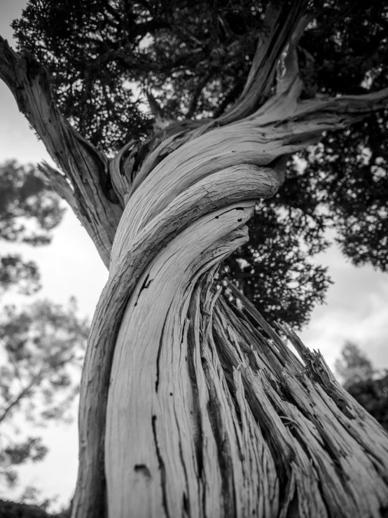 black and white po of a large tree trunk