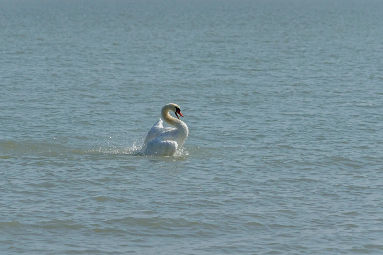 a swan is swimming in the water with it's mouth open