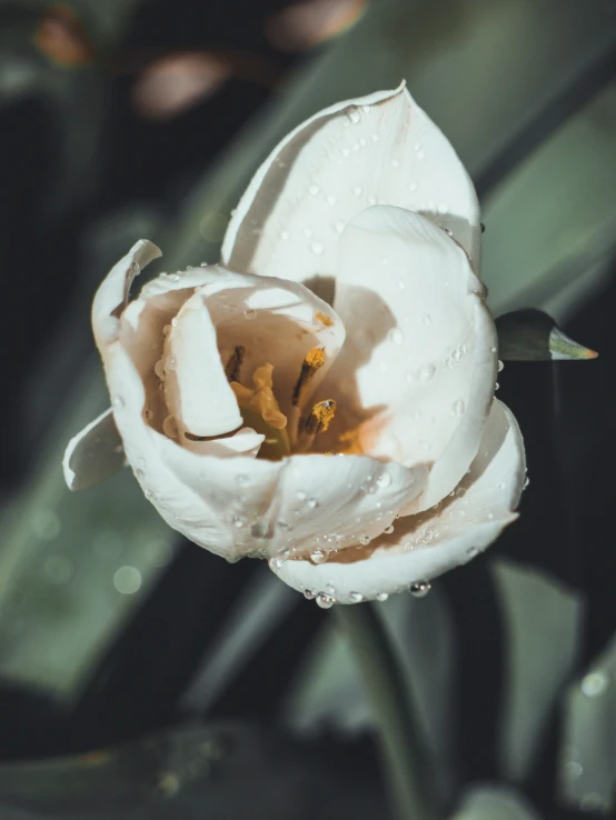 a white flower with dew on its petals