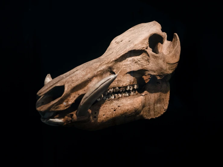 an animal skull with sharp teeth is shown