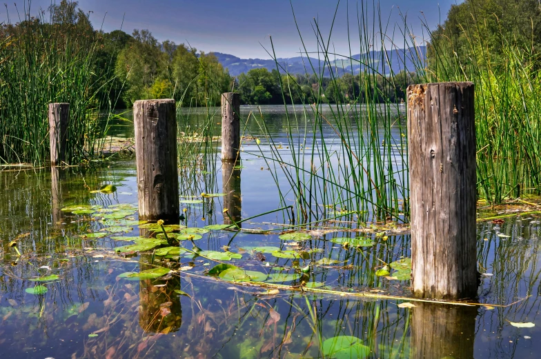 there are some logs that are in the water