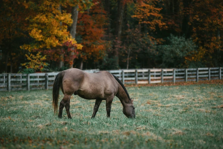 a brown horse with a long nose grazing in a field