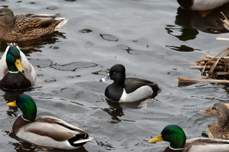 the ducks are swimming around in the water