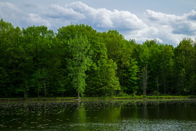 two people are standing by the edge of a lake in front of some trees