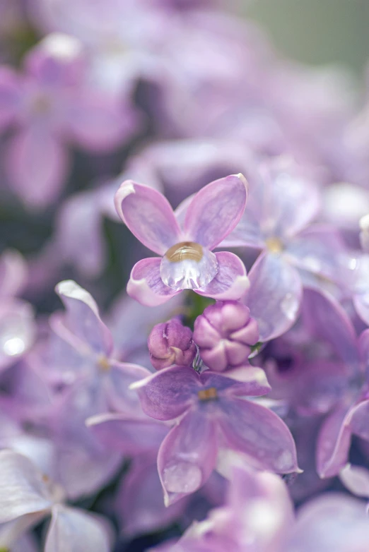 a close - up of a group of lilacs