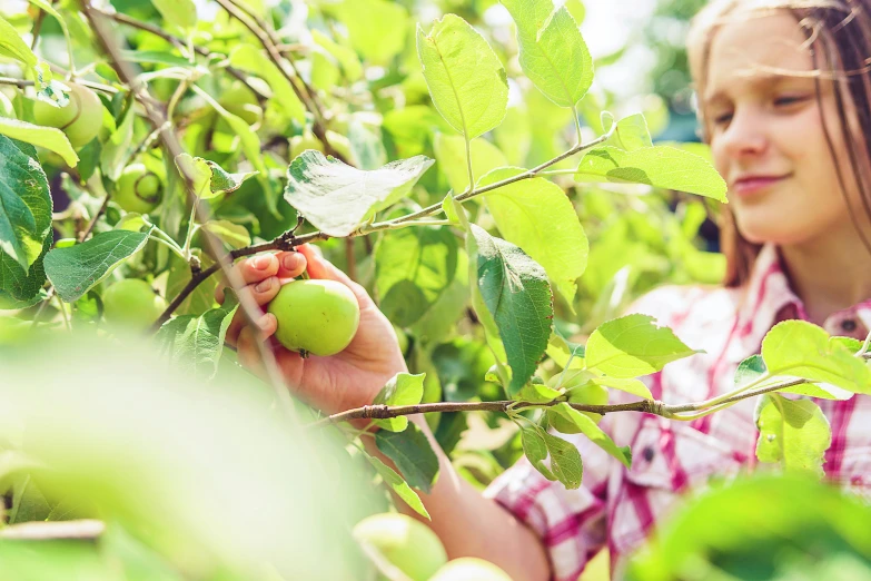 a  picking green apples from a tree