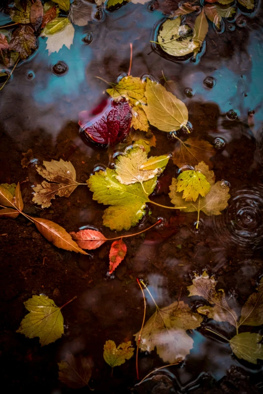 leaves are floating in the water near other leaves