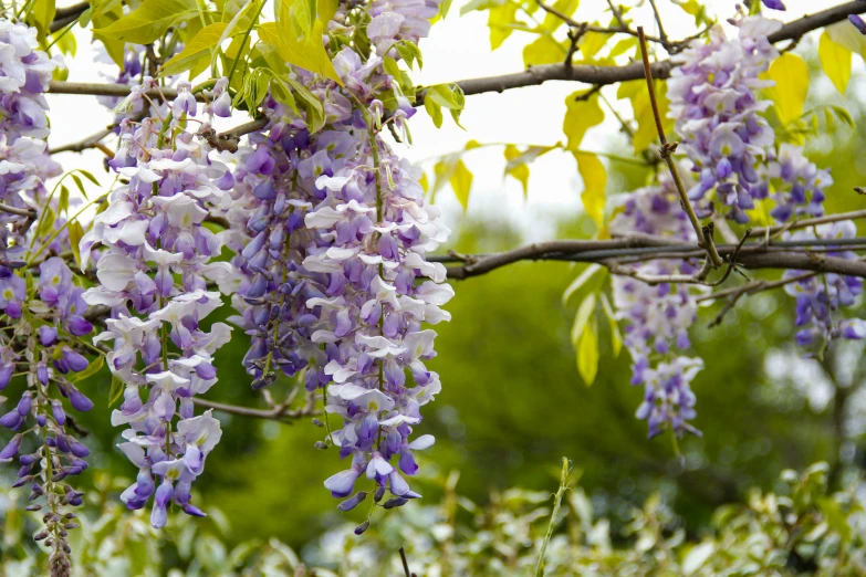 a cluster of purple flowers hanging from a tree