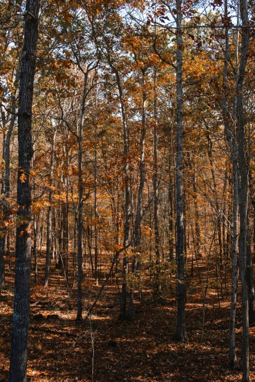 an image of some trees with yellow leaves