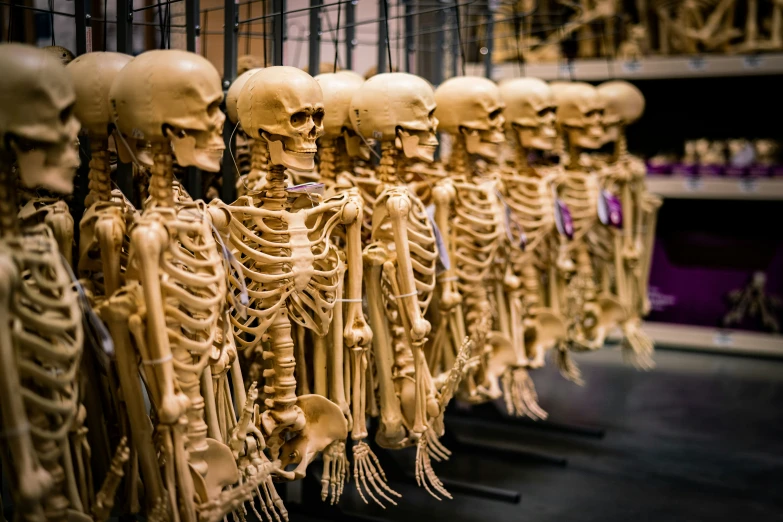 a bunch of fake skeletons hang in a warehouse