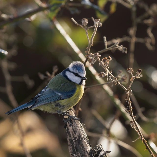 a small blue - gray bird sits on a tree nch