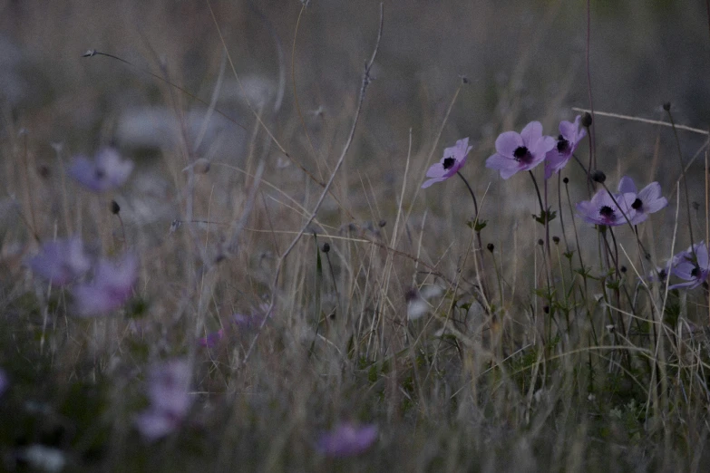 flowers that are sitting on the ground near some grass