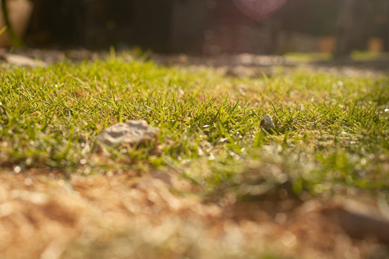 there is a bird that is sitting on the grass