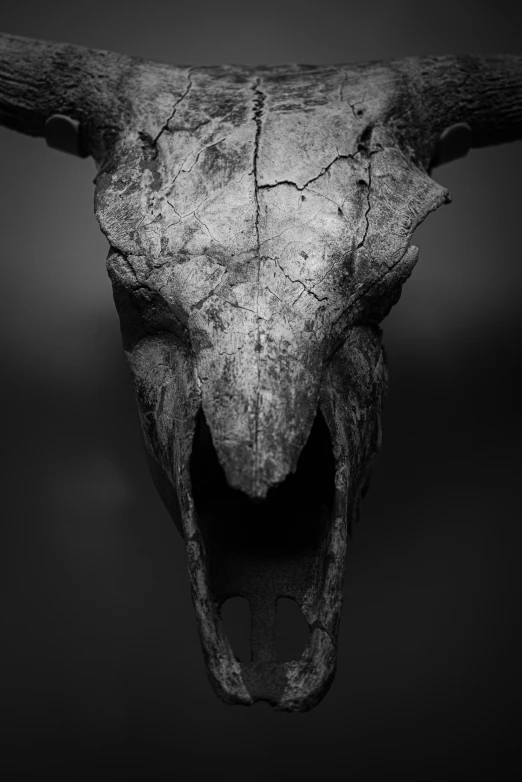 a cow's skull with its mouth open