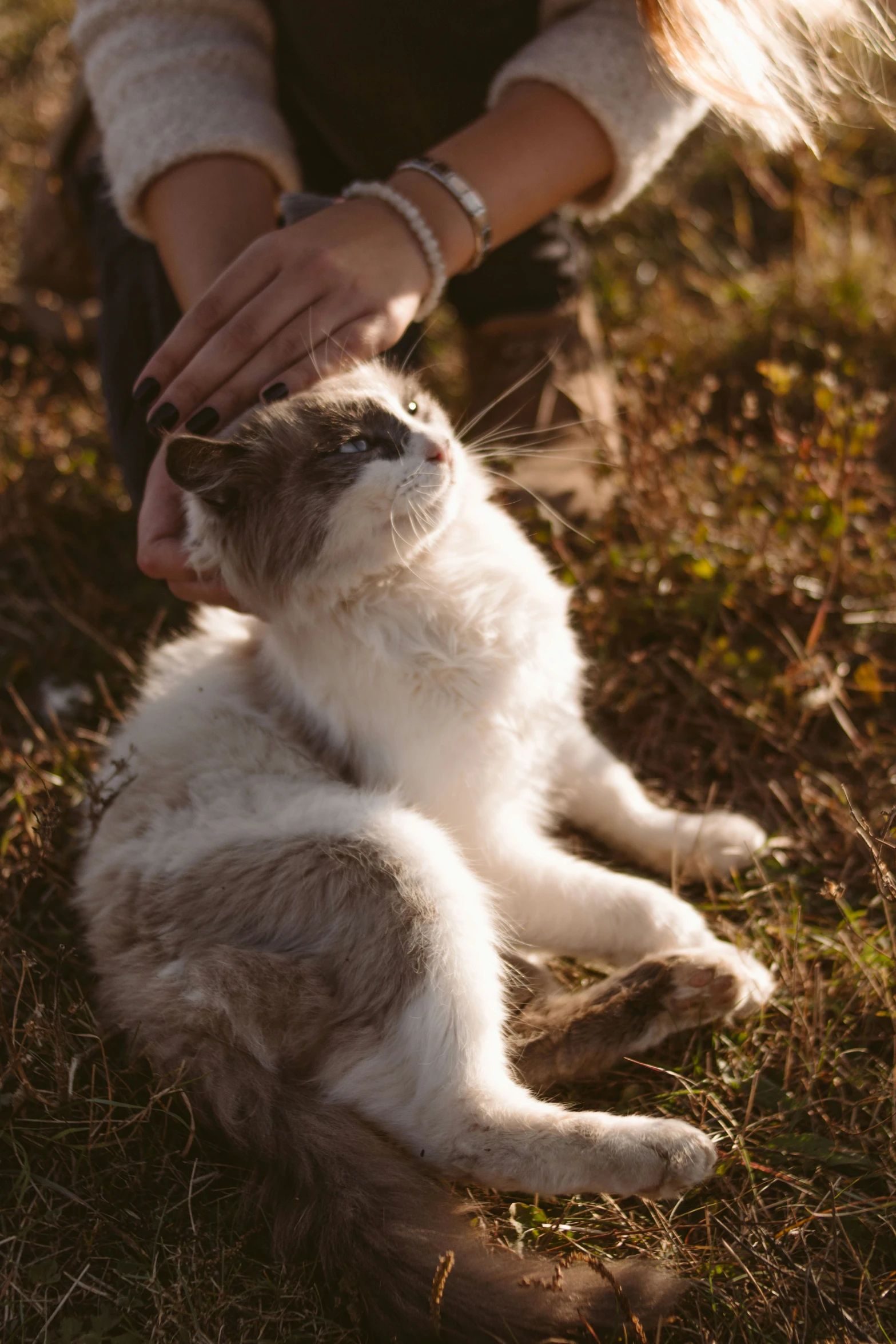 someone petting the cat on the ground