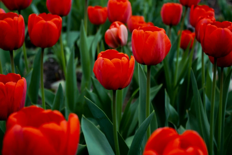 the large group of red flowers has leaves