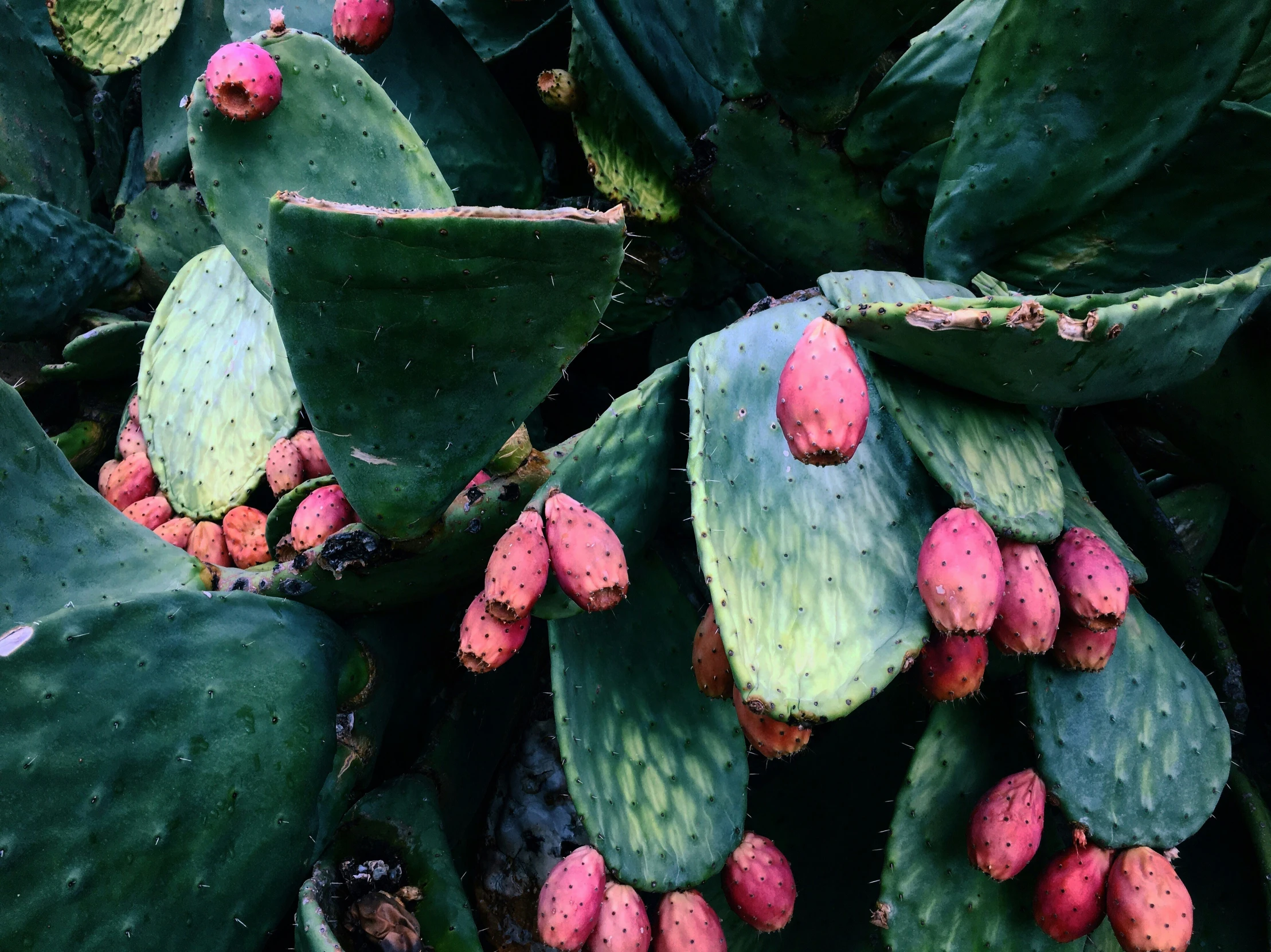 a close up of a plant that has very small flowers on it